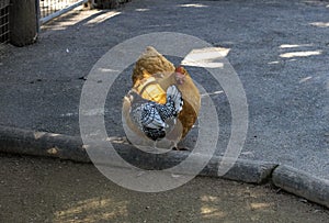 A Strutting Chicken and a Silver Spangled Hamburg hen