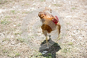 Strutting free-range red rooster