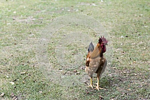 Strutting free-range red rooster