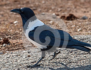 Strutting his stuff.