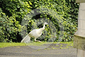 strutting his stuff, white peacock, not albino, Indian blue peafowl