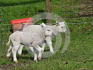 Strutting Lambs. photo