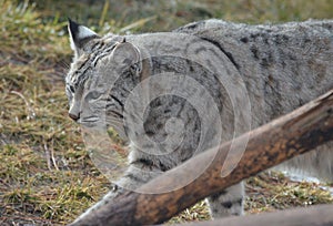 Strutting Lynx