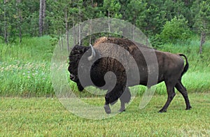 Strutting Male Buffalo Walking by a Forest