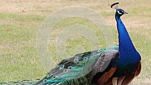 Strutting Male Peacock in Park