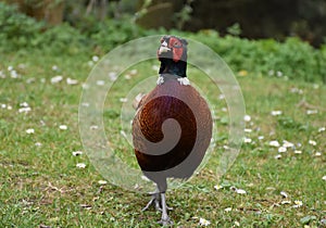 Strutting Male Pheasant in the United Kingdom