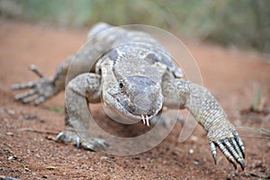 Strutting monitor lizard