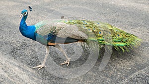 Strutting Peacock