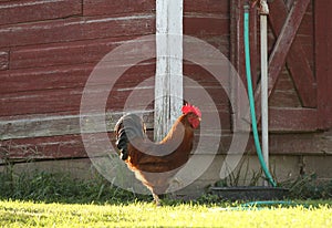 Strutting Rooster