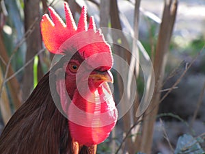 Strutting Rooster on the Prowl