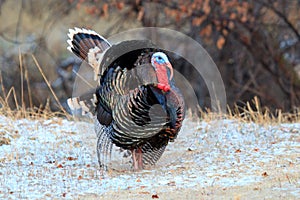 Strutting tom turkey in snow