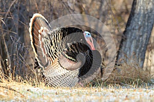 Strutting tom turkey in snow