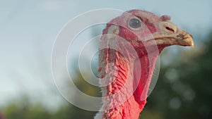 Strutting Tom Turkey, in the suburbs of Philadelphia, Pennsylvania PA urban suburban wildlife