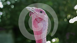 Strutting Tom Turkey, in the suburbs of Philadelphia, Pennsylvania PA urban suburban wildlife