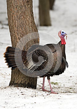 Strutting Tom Turkey in winter hardwood forest.