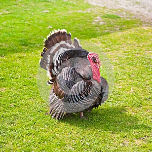 Strutting turkey