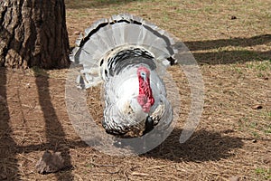 Strutting Turkey by tree