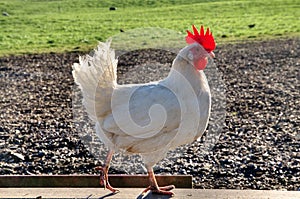 Strutting white chicken