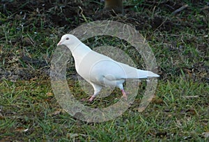 Strutting White Pigeon