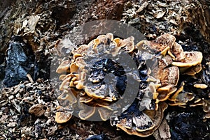 Stub mushroom photo