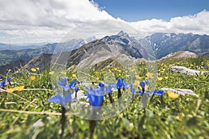 Stubai Gentians