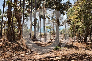 Stubbed area in the forest of monkey park in Banjul