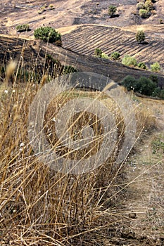 Stubble burning