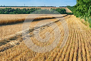 Stubble and chaff after wheat harvesting