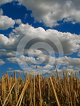 Stubble and clouds