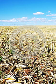 Stubble of Cornfield