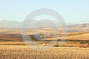 Stubble-cornfield in rolling landscape