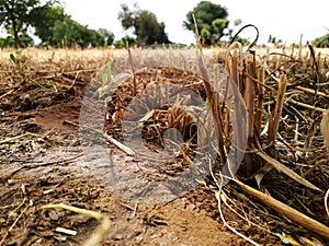 Stubble or fid or peg of dry wheat crop after harvesting / it is used as pasture or feed for cattle / agriculture wastage grasslan