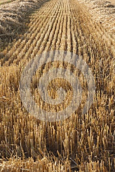 Stubble field