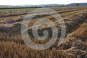 Stubble field photo