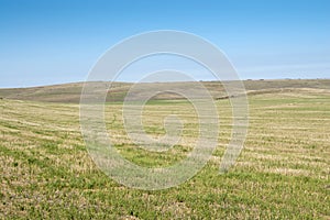 Stubble field