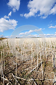 Stubble field