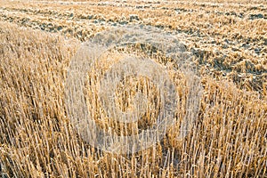 Stubble field