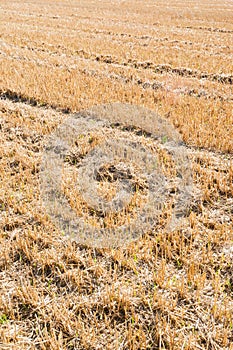 Stubble field