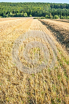 Stubble field