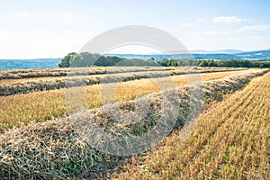 Stubble field