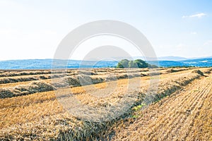 Stubble field