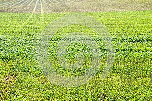 Stubble field