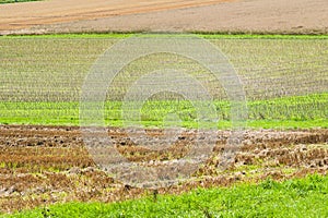 Stubble field