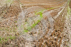 Stubble field