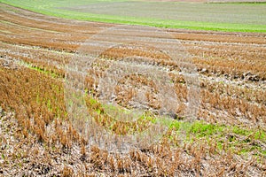 Stubble field