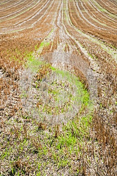 Stubble field