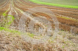 Stubble field