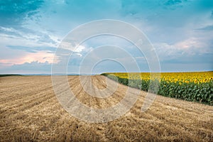 Stubble field photo