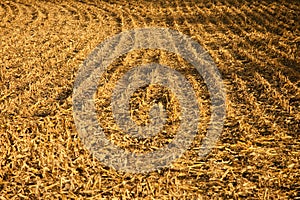 Stubble field background photo