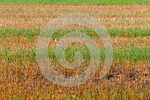 Stubble field with green grass in horizontal lines for natural background